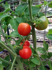 Stupice Tomato