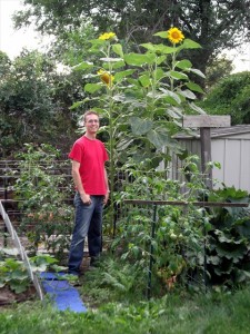 Volunteer Sunflowers