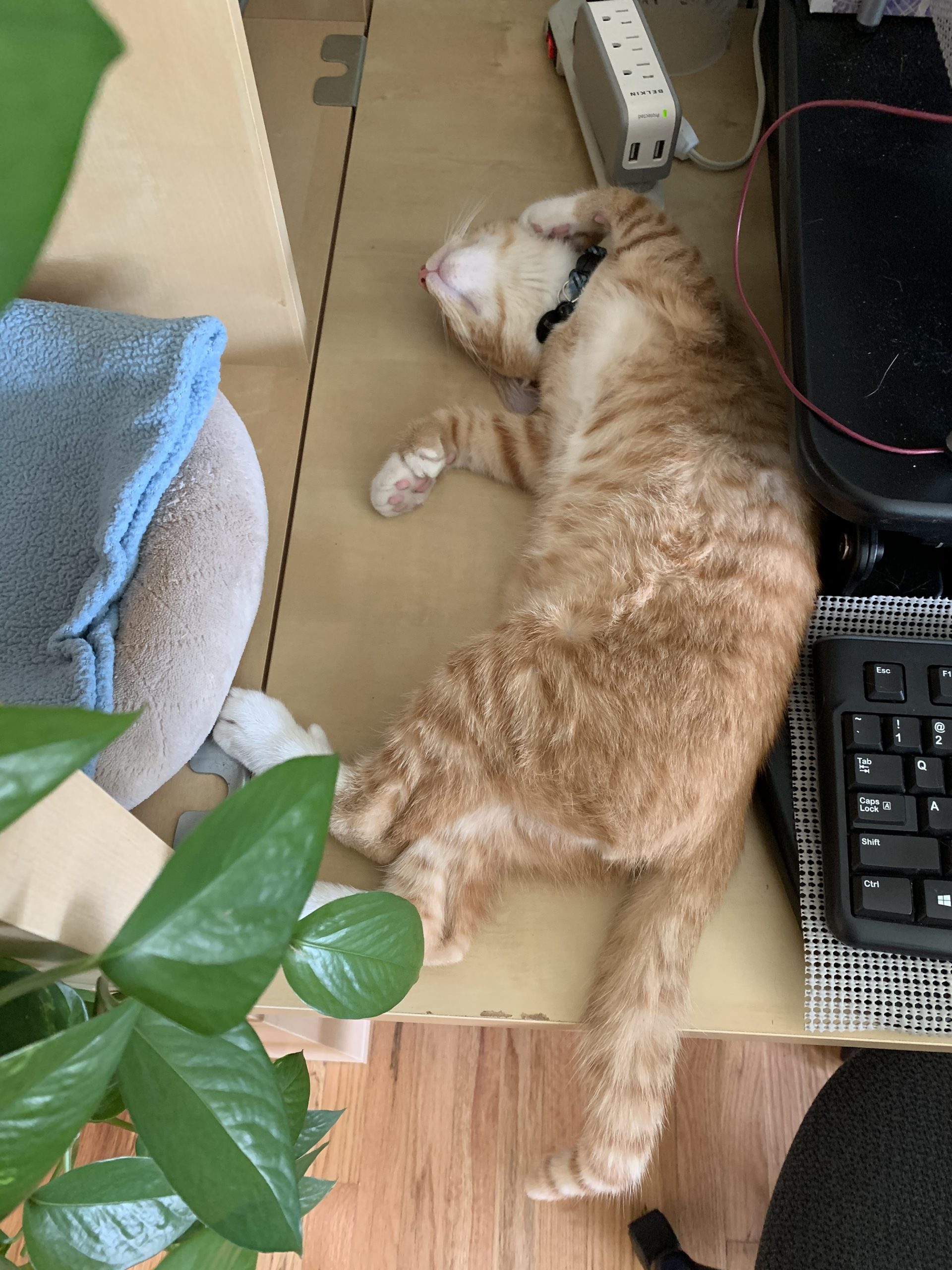 Desk Kitten